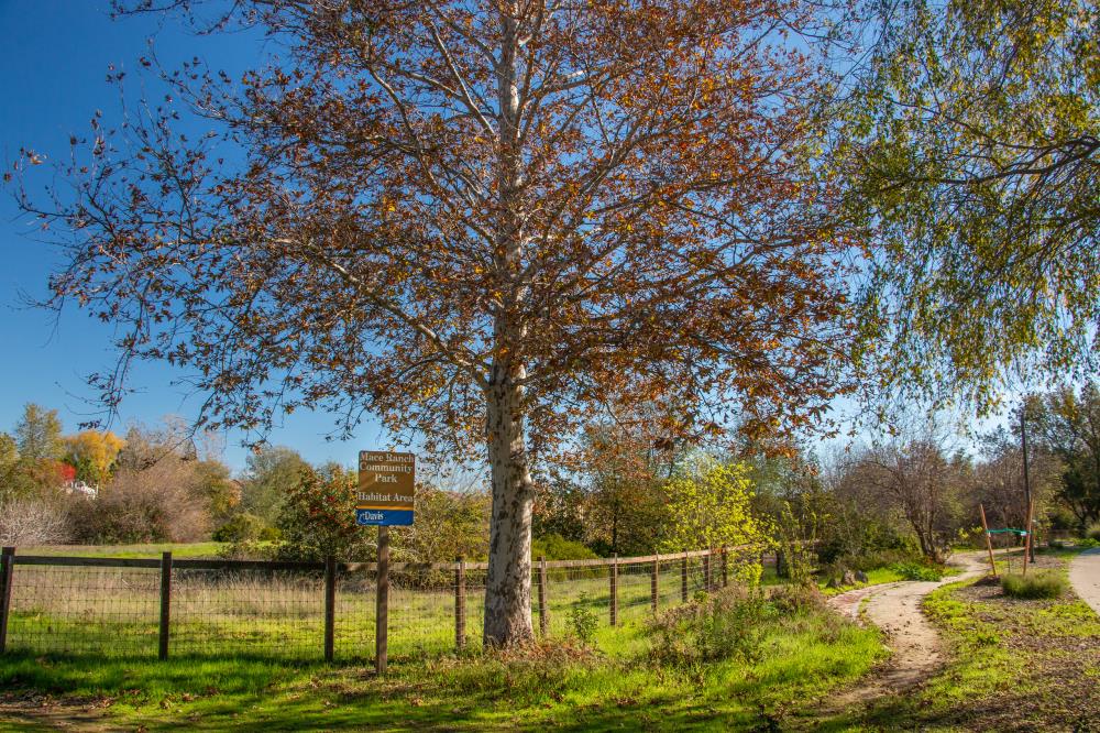 Mace Ranch Habitat.6