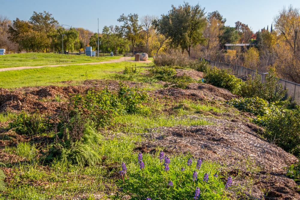 Upland Habitat.6