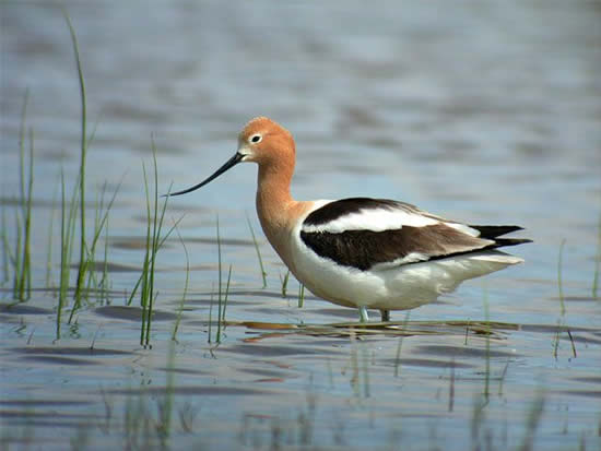 avocet