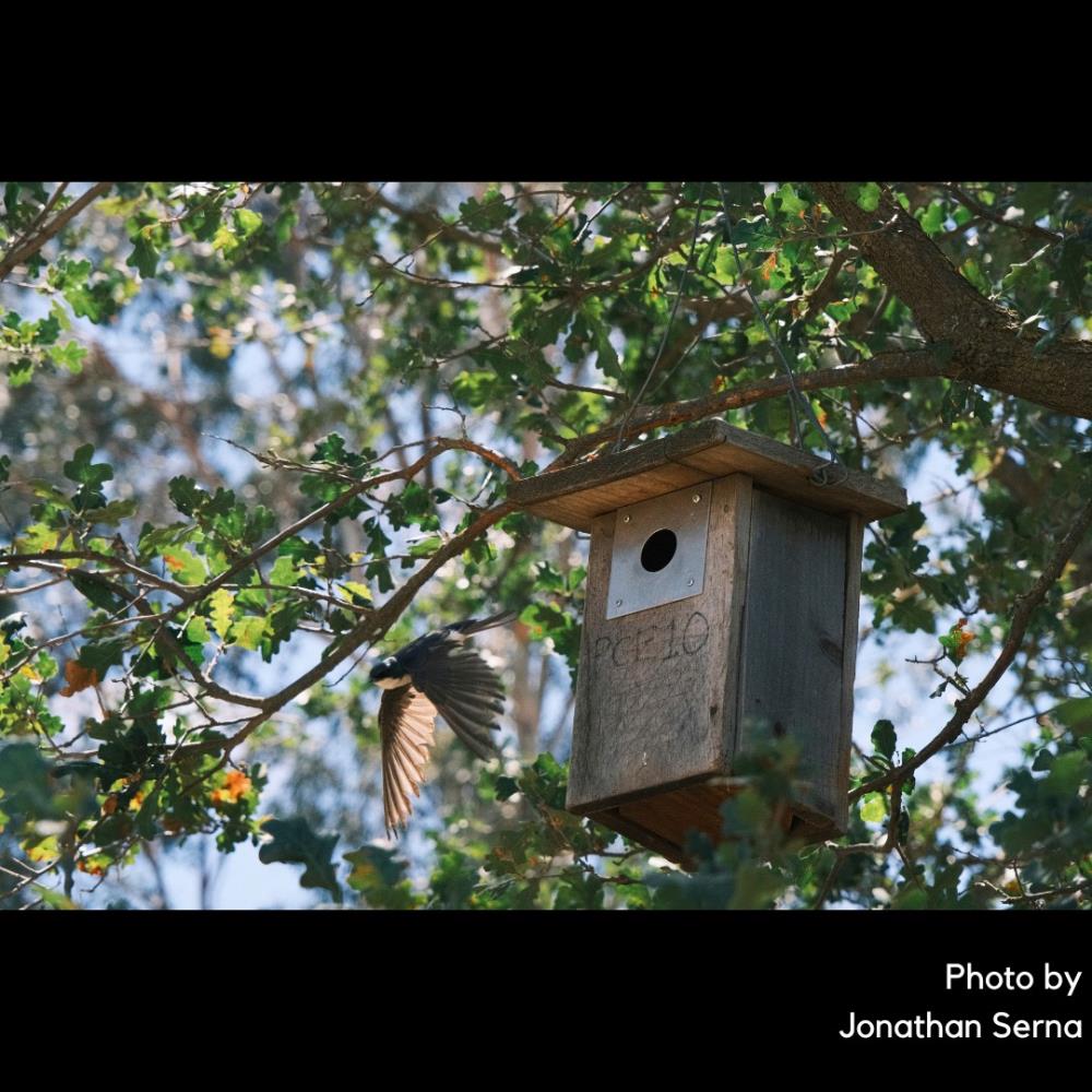 image of bird taking off from a bird box, nature and text that says 'Photo by Jonathan Serna'