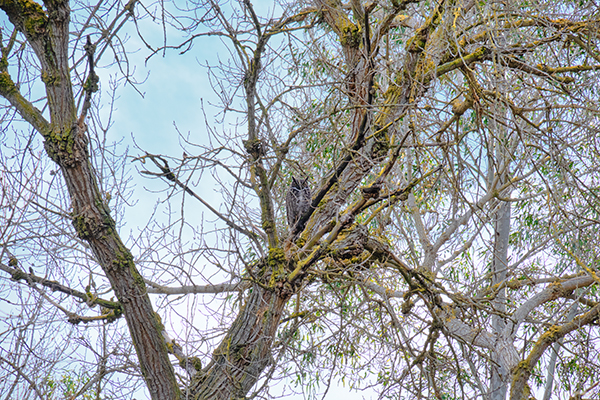 Great Horned Owl 1 copy - Jonathan Serna