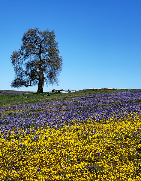 flower_field - Daniel Hu