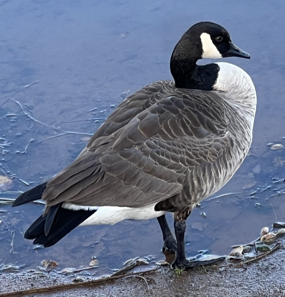 canada goose