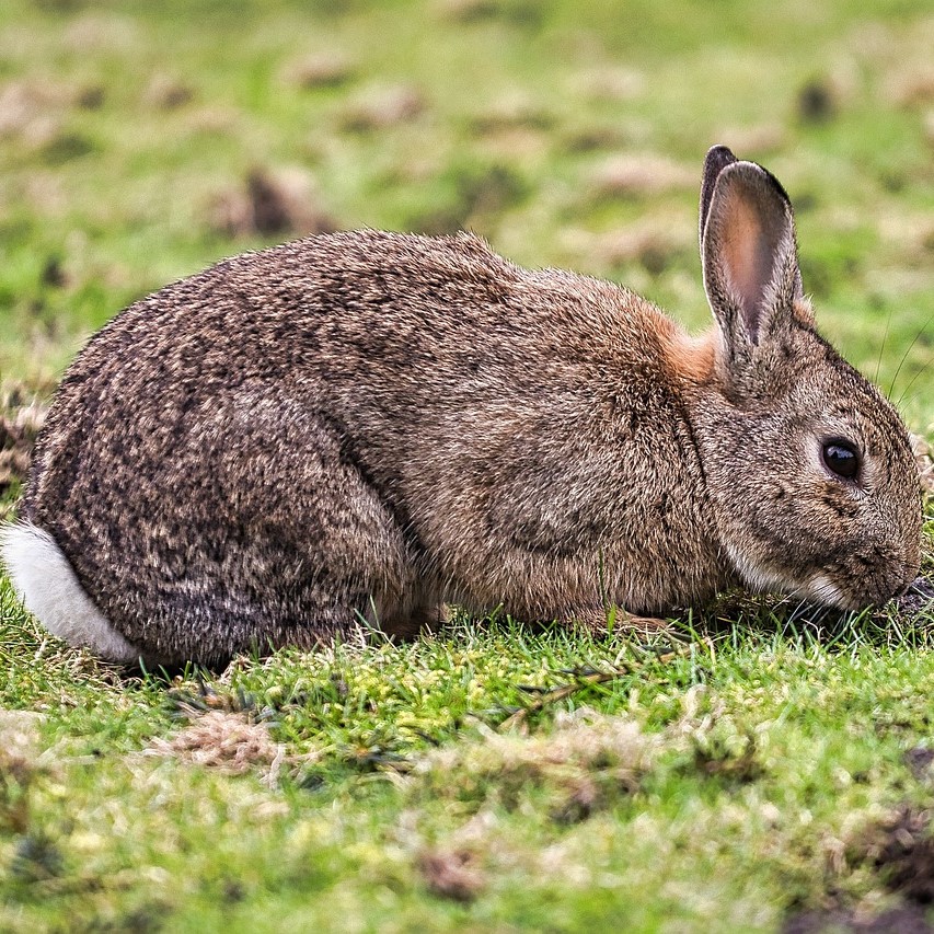 cottontail-rabbit-6333389_1280