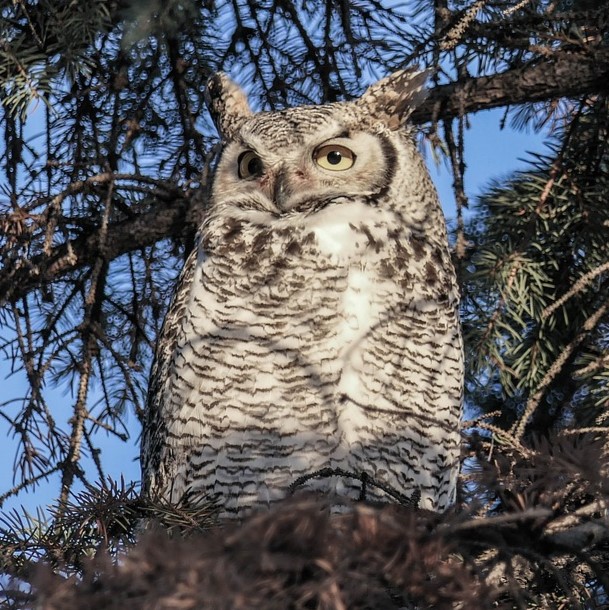 great-horned-owl-female-4045367_1280