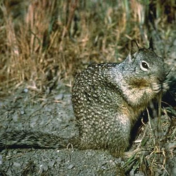 ground squirrel