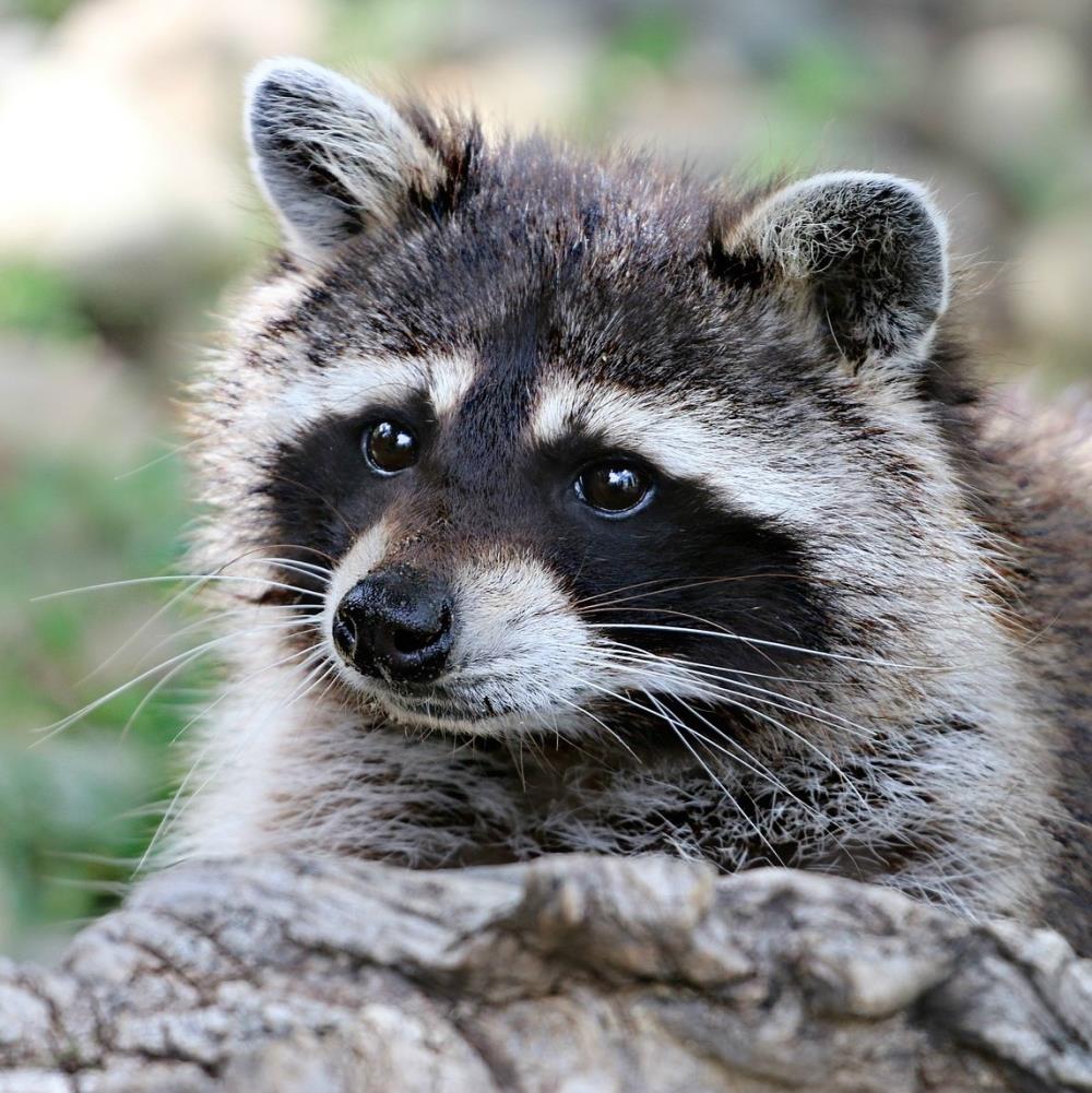 raccoon