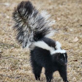 skunk