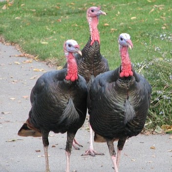 turkeys