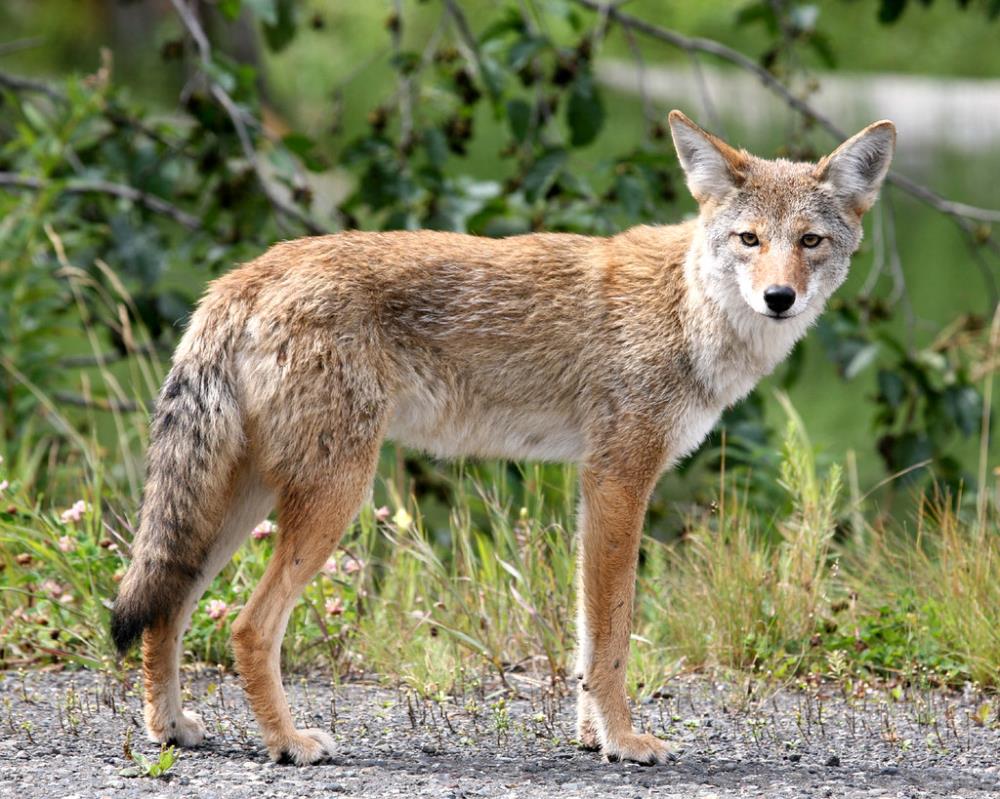 large coyote image