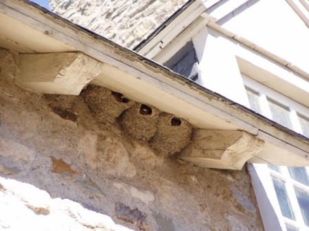 cliff swallows