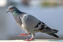 pigeon