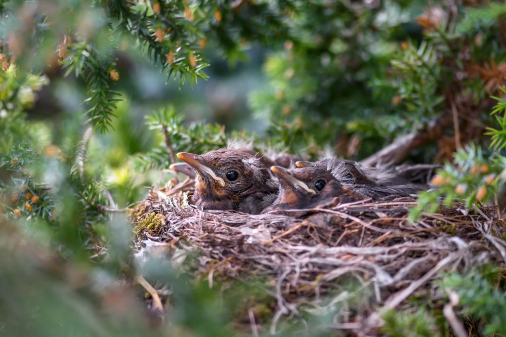 birds in nest