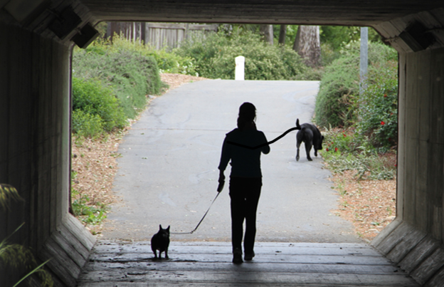 dogs on leash