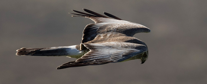 hawk flying rotate image