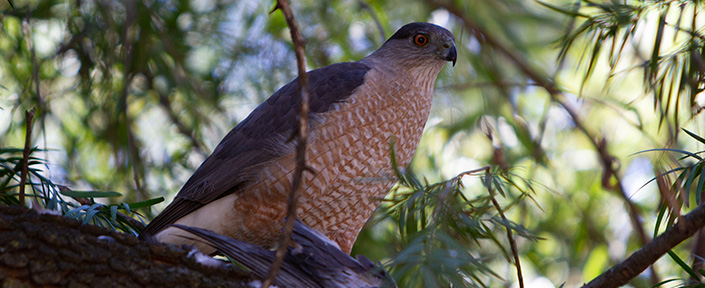 hawk in tree rotate image