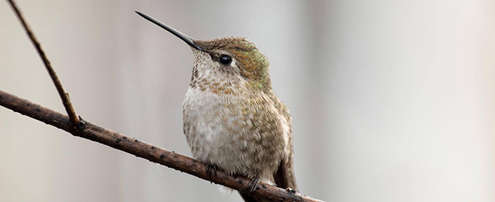 hummingbird rotate image