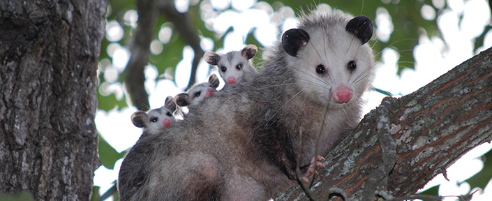 opossums rotate image