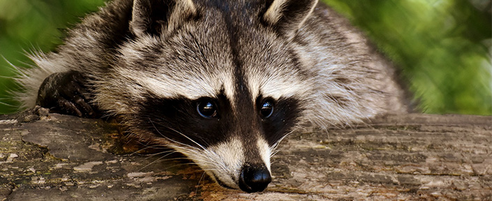 raccoon rotate image