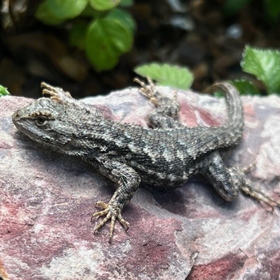 western fence lizard2