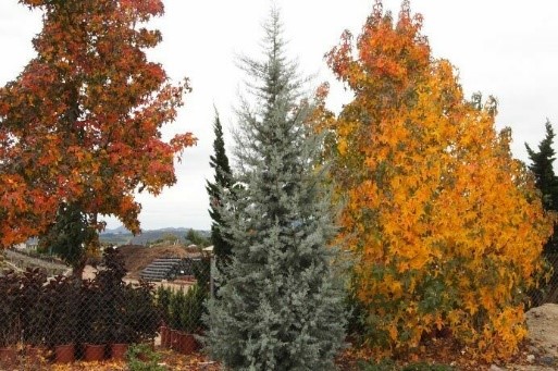 Blue Ice Arizona Cypress