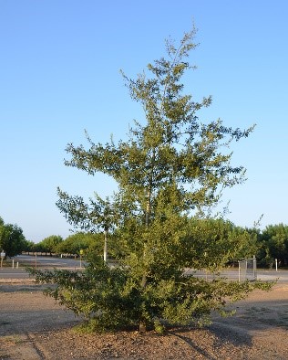 Canbyi Oak