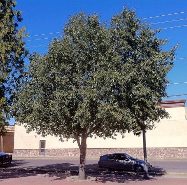 Chisos Red Oak