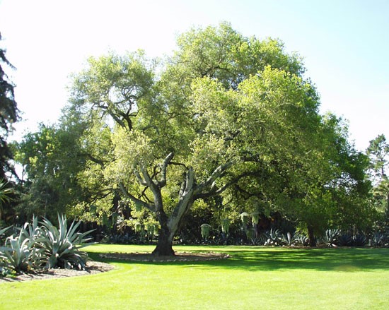 Coast Live Oak