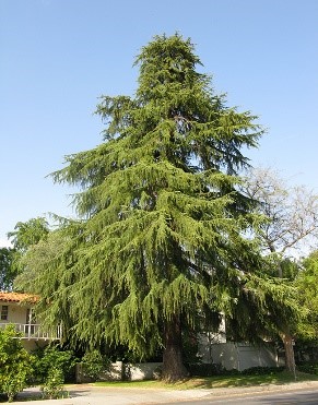 Deodar Cedar