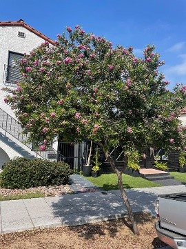 Desert Willow