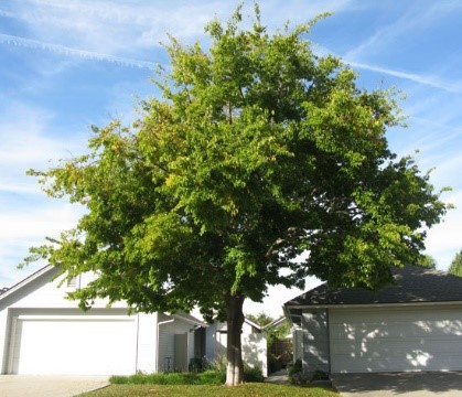 Japanese Zelkova