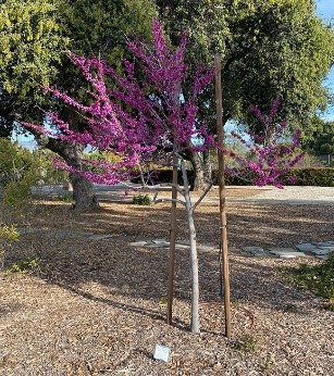 Oaklahoma redbud