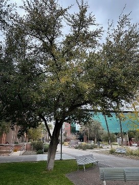 Texas Live Oak