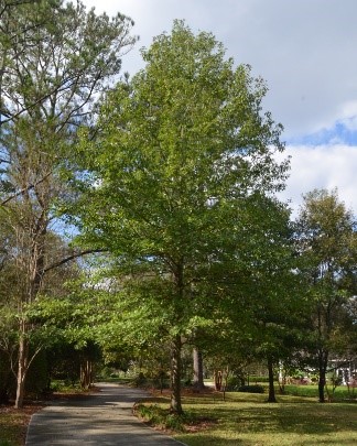 Texas Red Oak