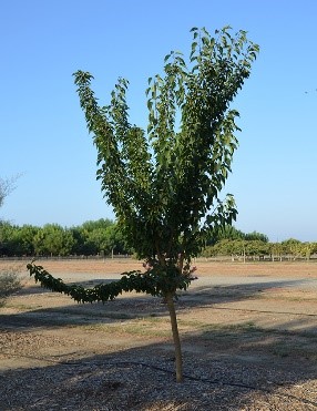 White Shield Osage Orange