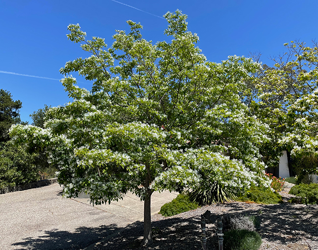 Chinese Fringe Tree