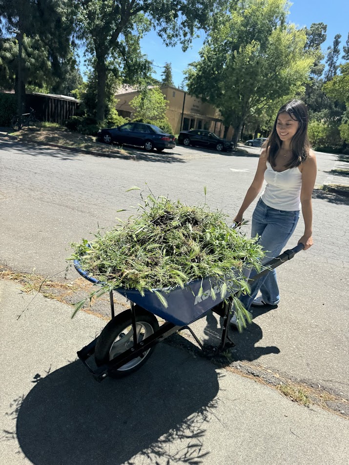 Volunteer with a wheelbarrow full of weeds