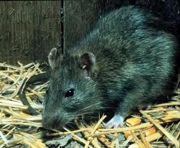 Black rat