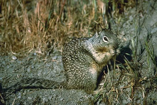 cagroundsquirrel