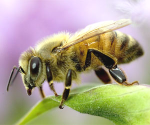 honey-bee