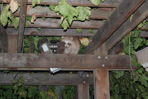 West Davis raccoons