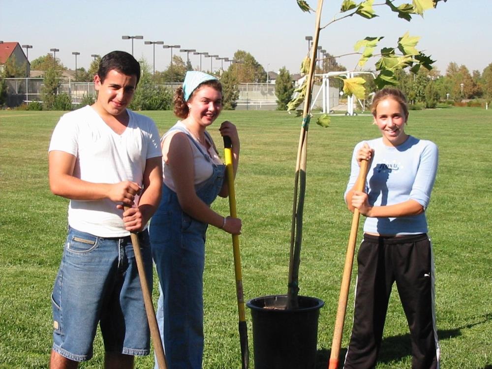 VIP Plant Tree