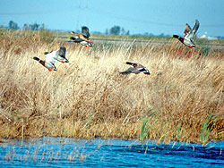 wetlands-birds