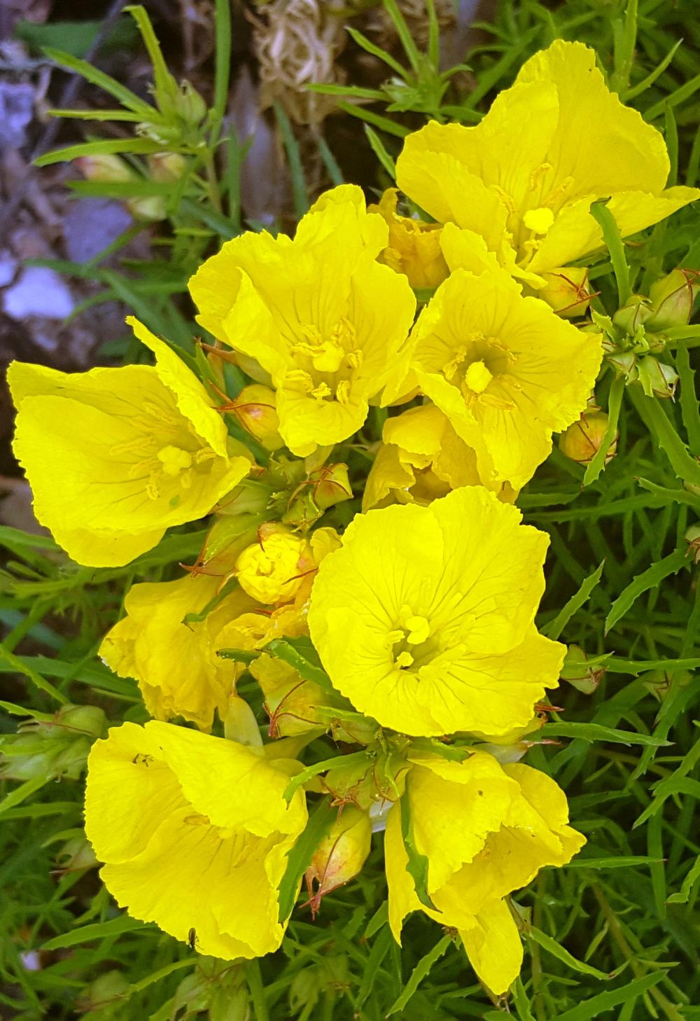 Sundrops Close-up2