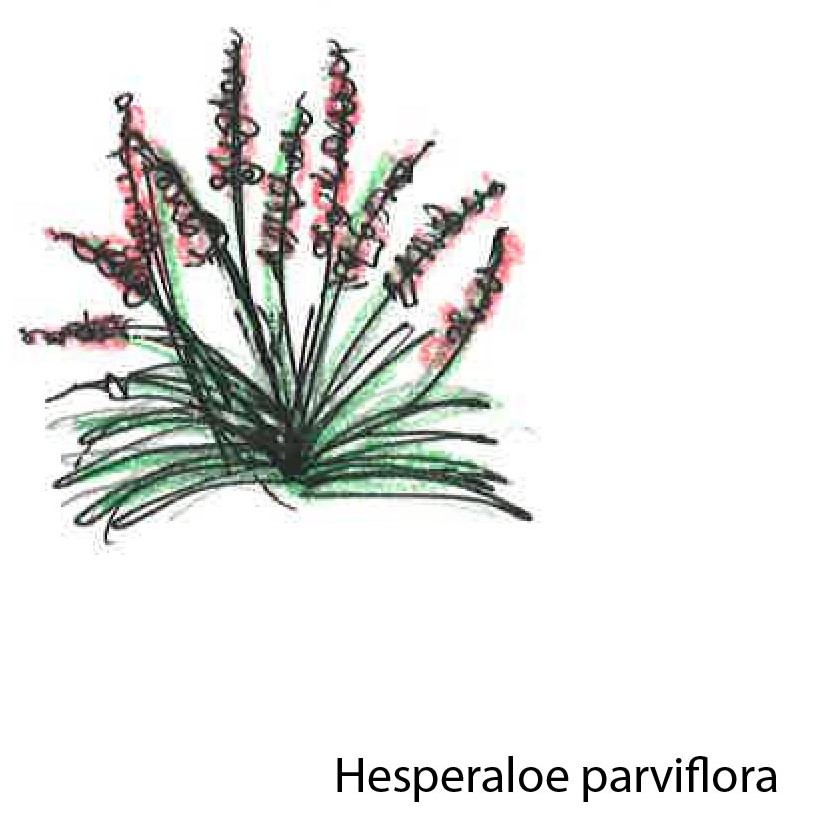 Hesperaloe_parviflora