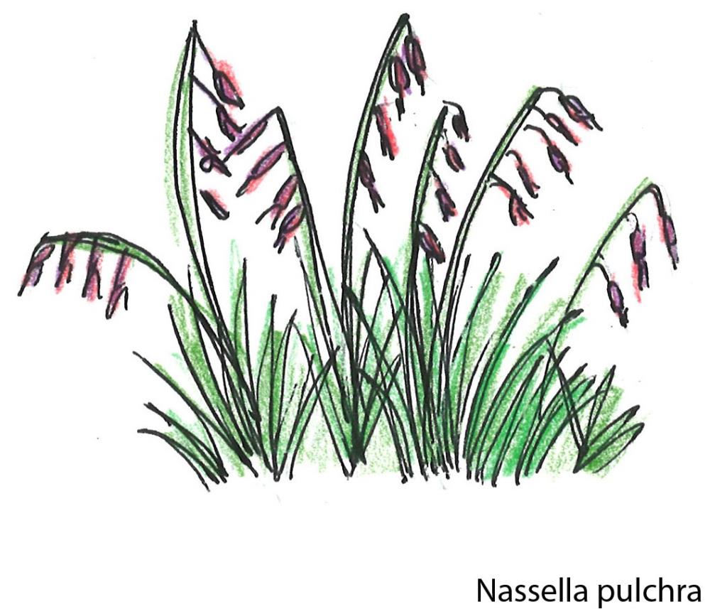 Nassella_pulchra