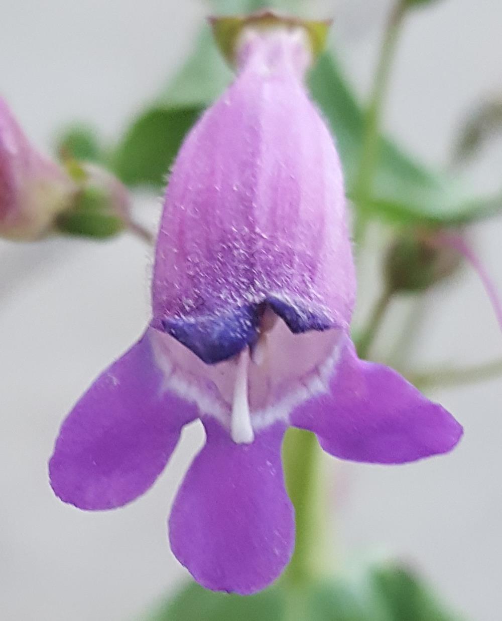 showy penstemon close-up