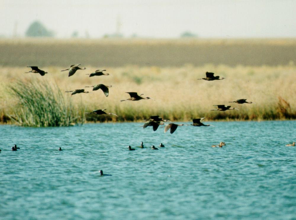 flying-waterfowl